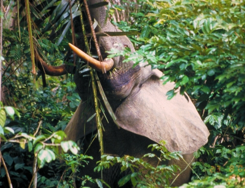 Elefante nella foresta