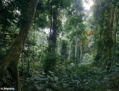 La foresta, foto dettaglio di percorso