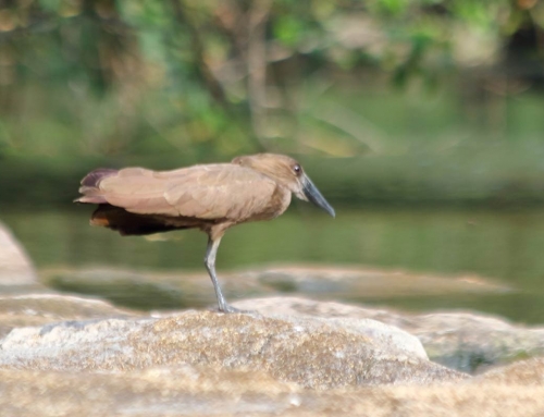 Uccello sul fiume